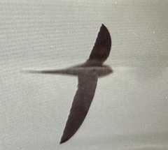 Cypsiurus parvus