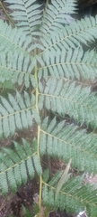 Cyathea cooperi