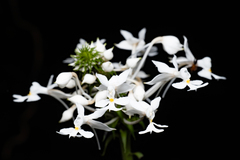 Calanthe triplicata