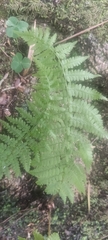Cyathea cooperi