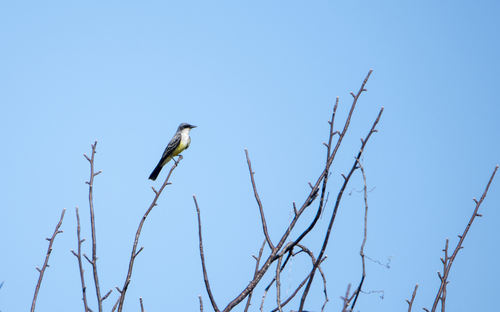Snowy-throated Kingbird (Tyrannus niveigularis), photo 8