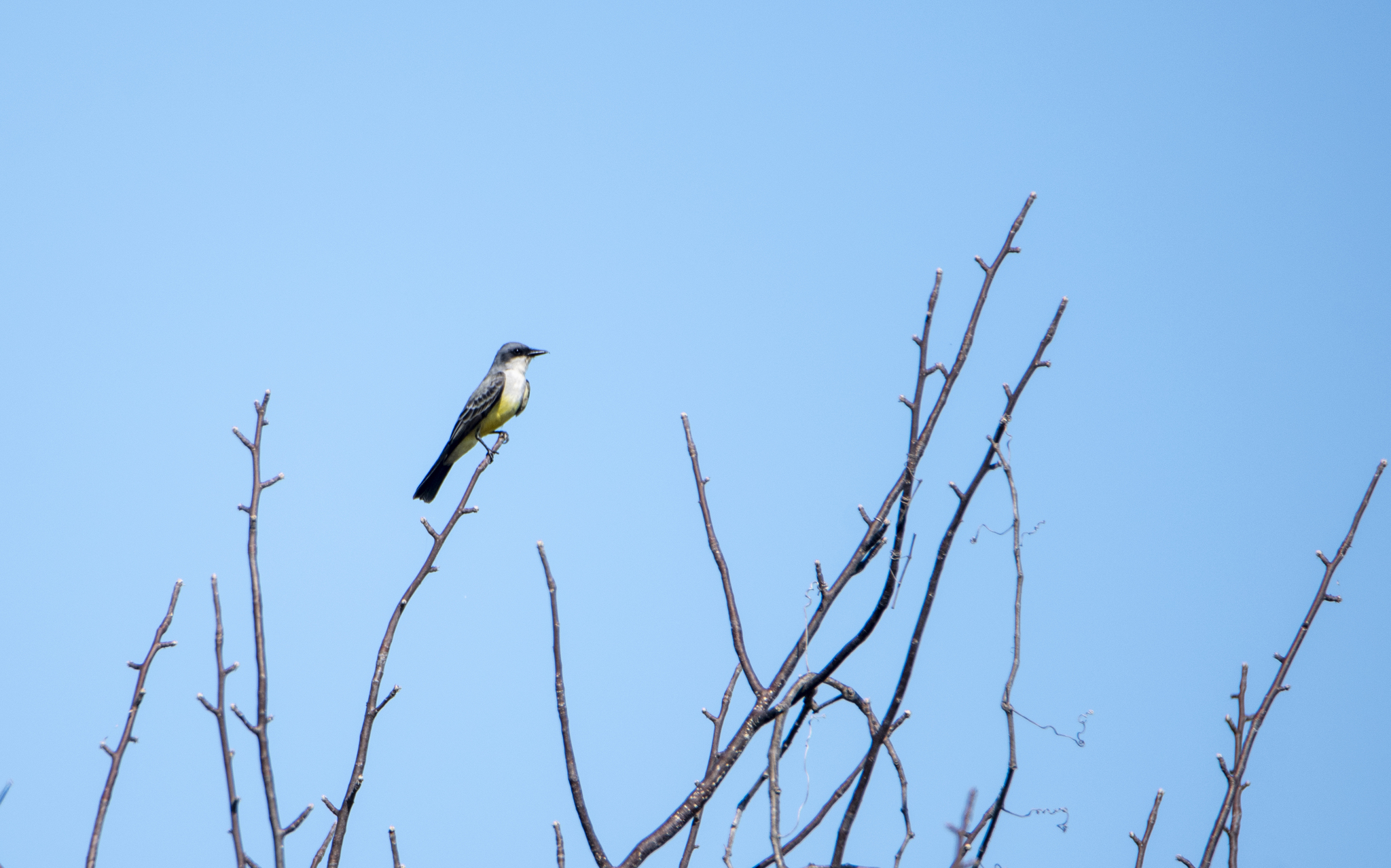 Snowy-throated Kingbird (Tyrannus niveigularis), photo 7