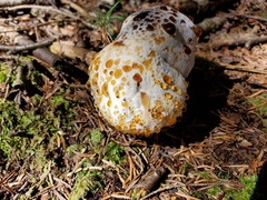 Hypomyces chrysospermus