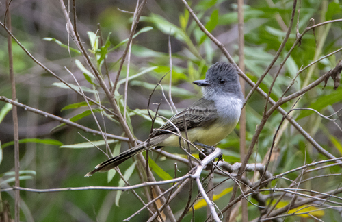 Sooty-crowned Flycatcher (Myiarchus phaeocephalus)