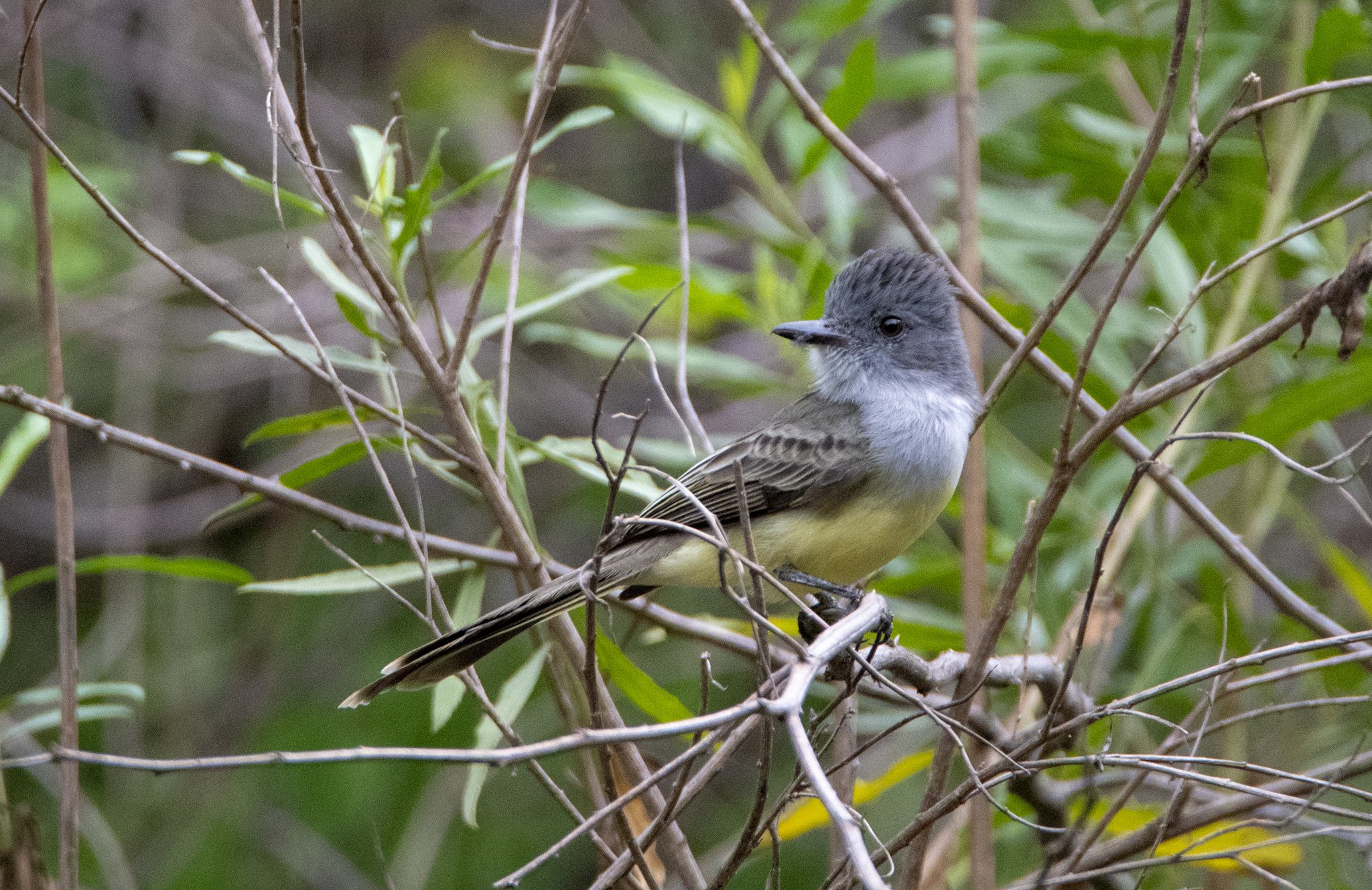Sooty-crowned Flycatcher (Myiarchus phaeocephalus), photo 1