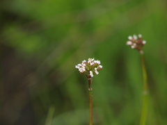 Valeriana simplicifolia