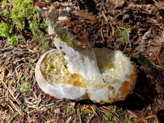 Hypomyces chrysospermus