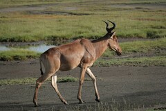 Alcelaphus buselaphus cokii