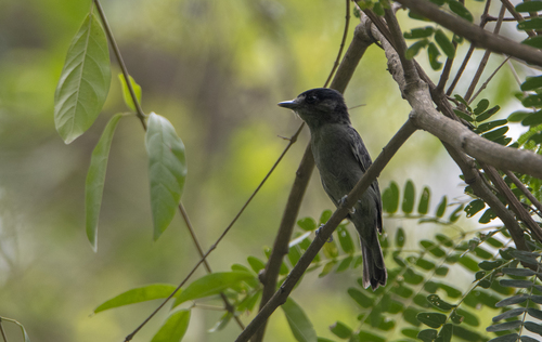 Slaty Becard (Pachyramphus spodiurus), photo 4