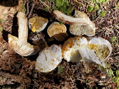 Hypomyces chrysospermus