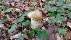 Cortinarius olidus