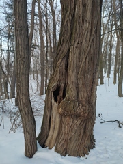 Robinia pseudoacacia