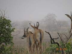 Hippotragus equinus koba