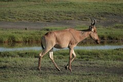 Alcelaphus buselaphus cokii