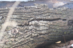 Agrilus planipennis