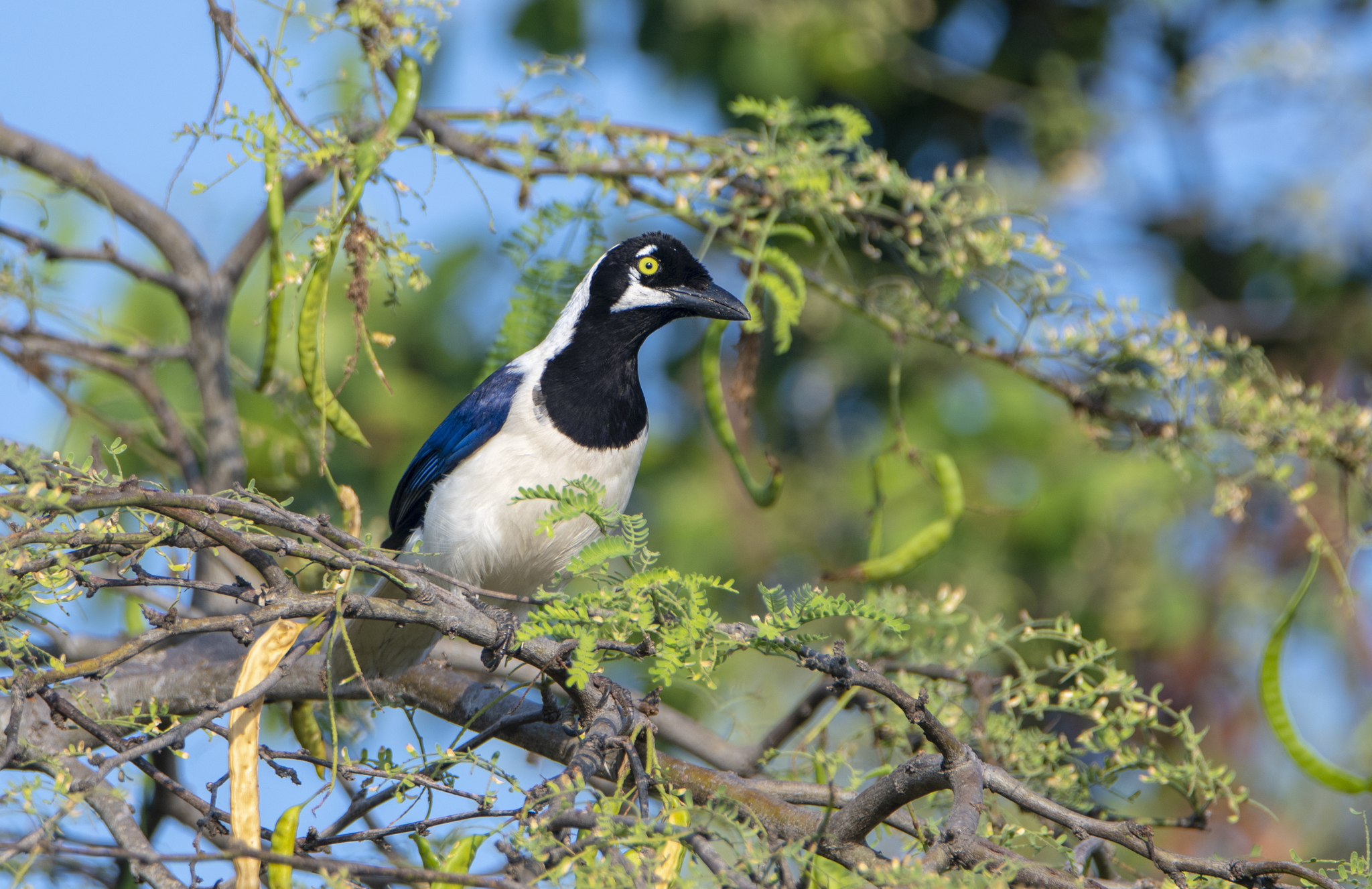 White-tailed Jay (Cyanocorax mystacalis), photo 5
