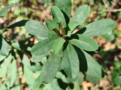Euphorbia amygdaloides