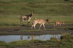 Alcelaphus buselaphus cokii
