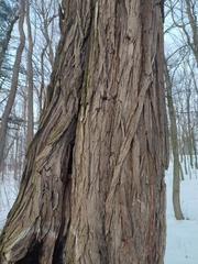 Robinia pseudoacacia