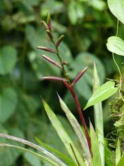 Guzmania dissitiflora