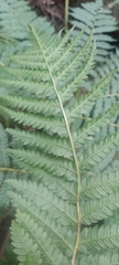 Polystichum setiferum