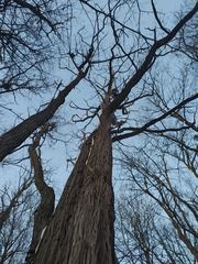 Robinia pseudoacacia