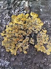Xanthoria parietina