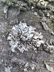 Phaeophyscia orbicularis