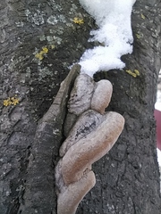 Phellinus pomaceus