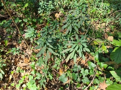 Euphorbia amygdaloides
