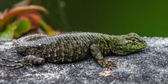 Sceloporus taeniocnemis
