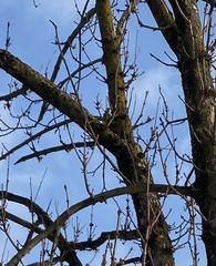 Streptopelia decaocto