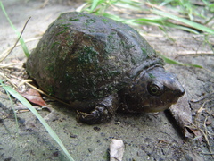 Sternotherus minor