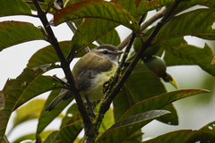 Vireo leucophrys