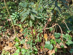 Euphorbia amygdaloides