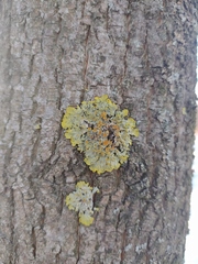 Xanthoria parietina