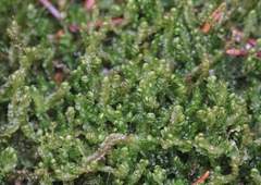 Odontoschisma sphagni