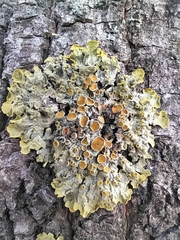 Xanthoria parietina
