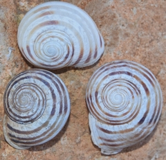 Iberus gualtieranus mariae