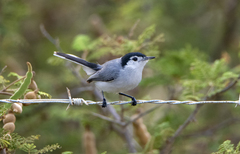 Polioptila bilineata