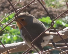 Erithacus rubecula