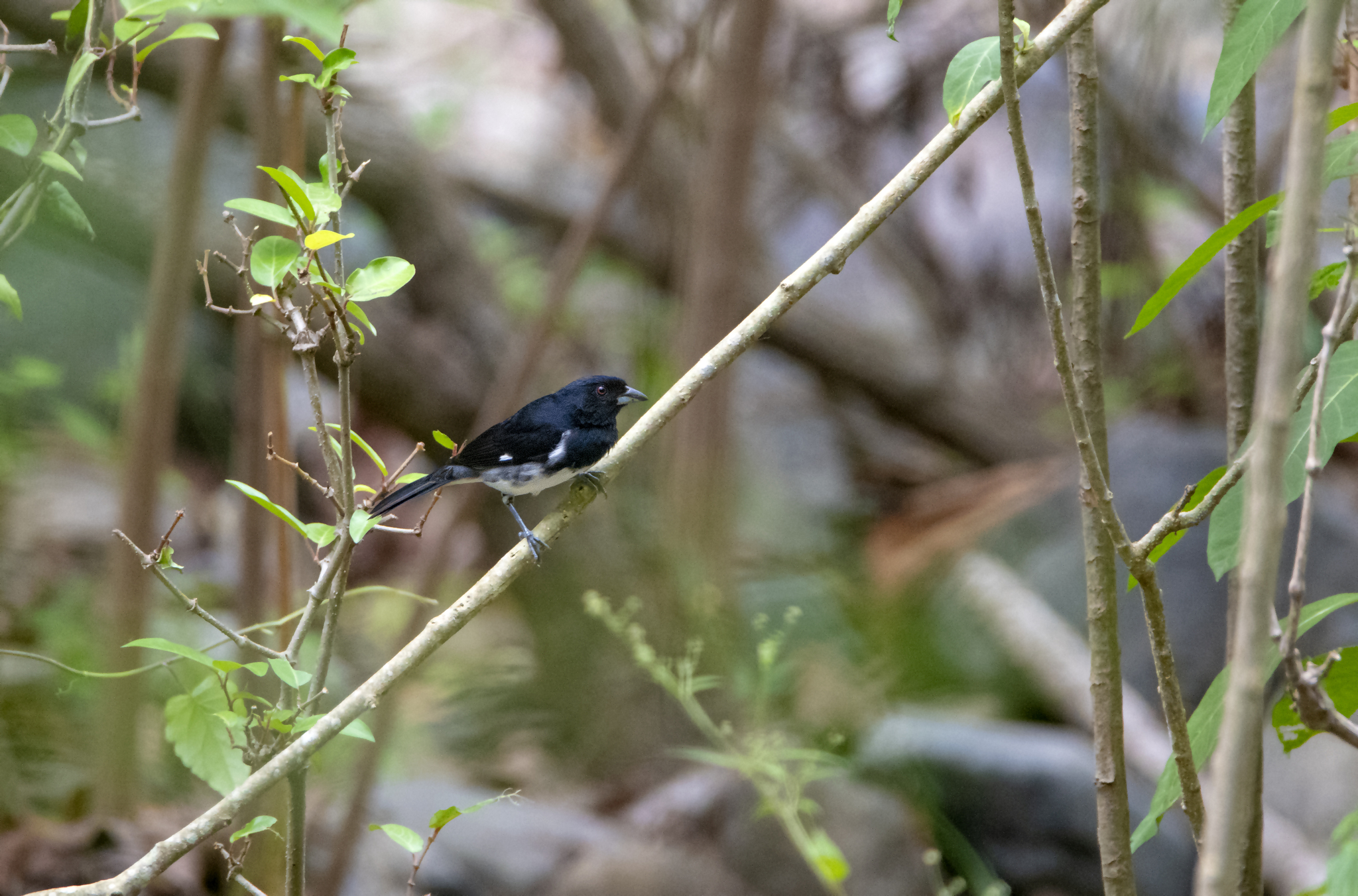 Black-and-white Tanager (Conothraupis speculigera), photo 1