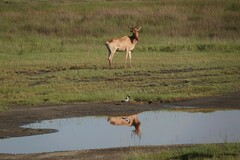 Alcelaphus buselaphus cokii