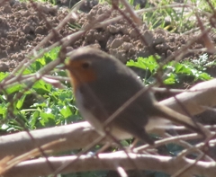 Erithacus rubecula