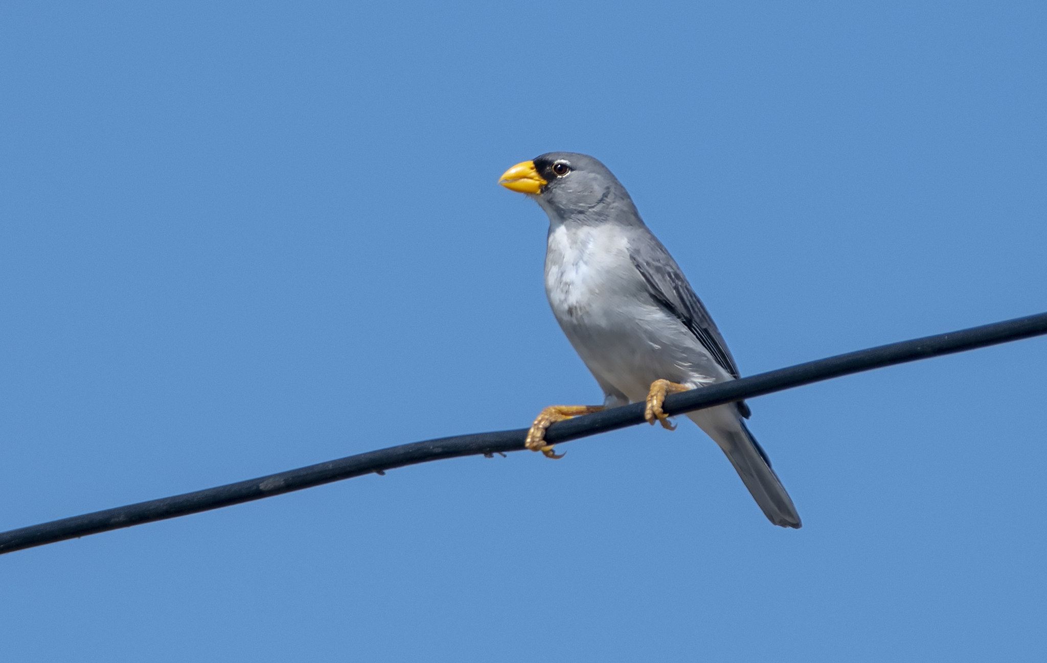 Cinereous Finch (Piezorina cinerea), photo 3