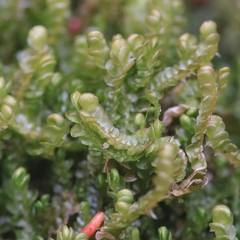 Odontoschisma sphagni