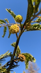 Senegalia berlandieri