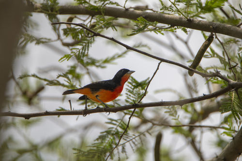 Crimson-breasted Finch (Rhodospingus cruentus), photo 7