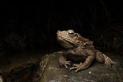 Phrynoidis juxtasper