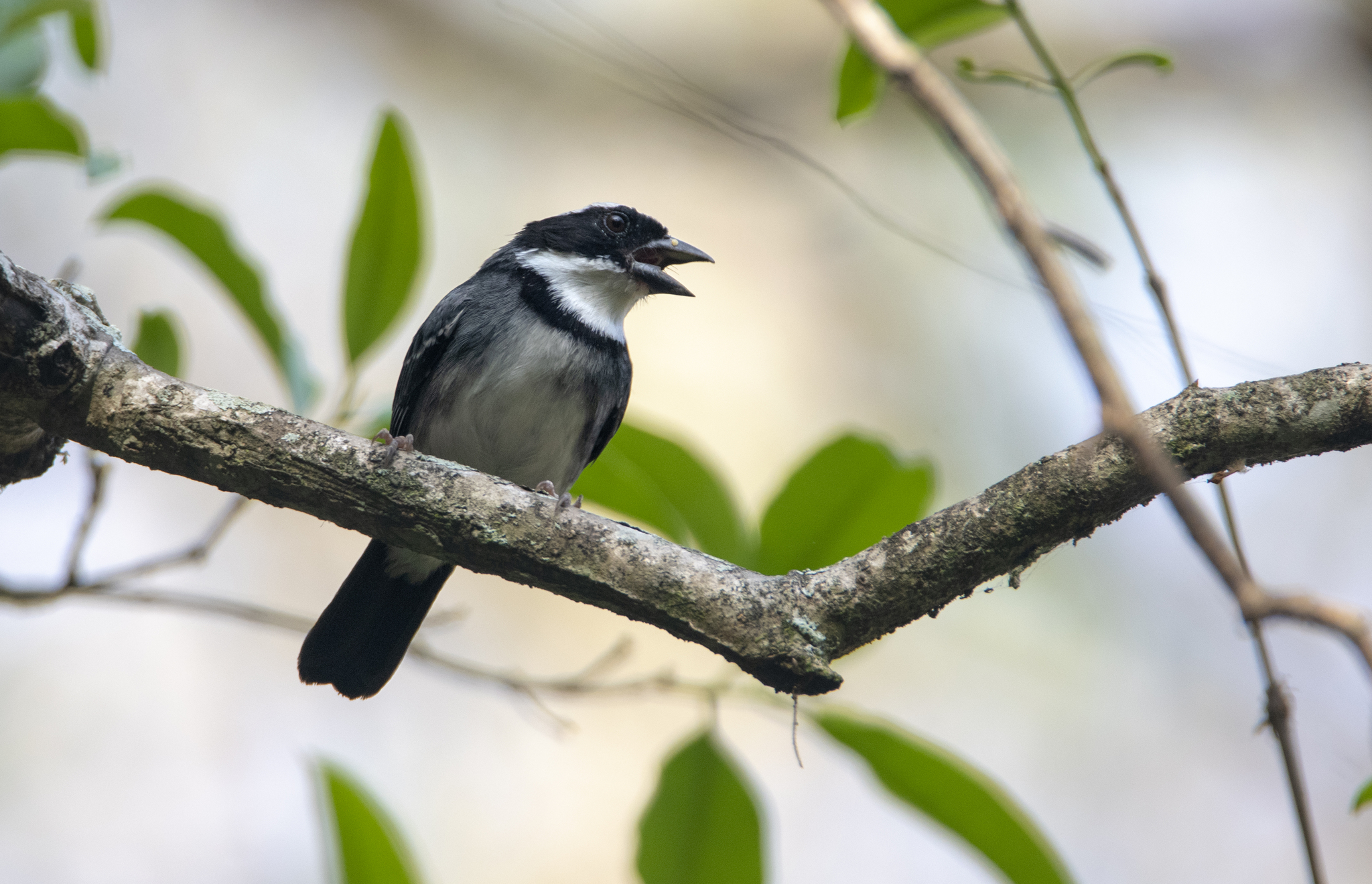 Black-capped Sparrow (Arremon abeillei), photo 6